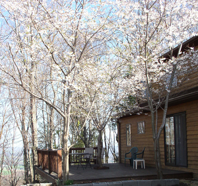 1-deck-and-cherry-trees